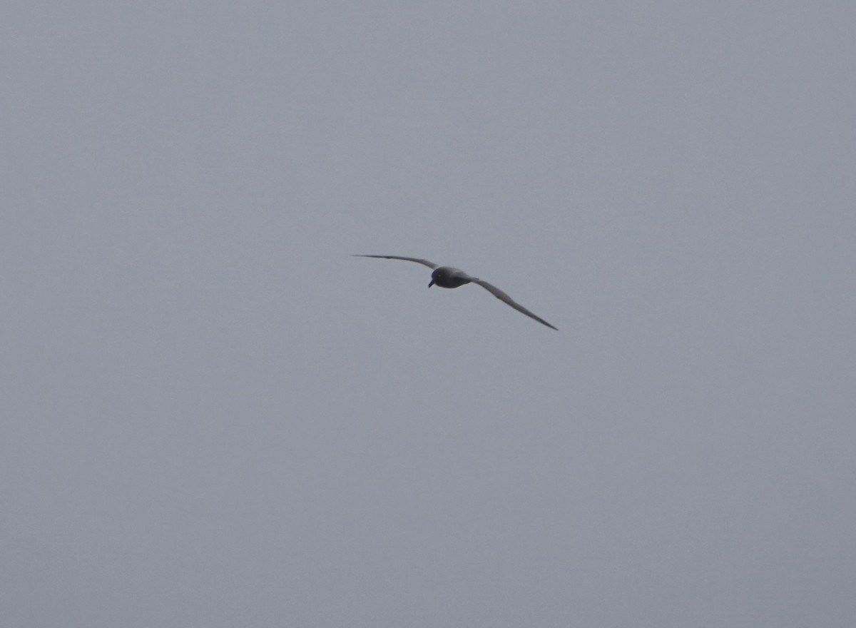 Light-mantled Albatross - ML647132021