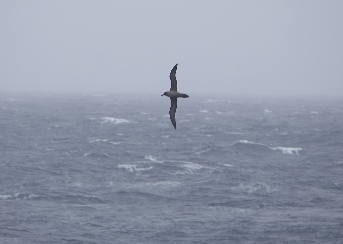 Light-mantled Albatross - ML647132022