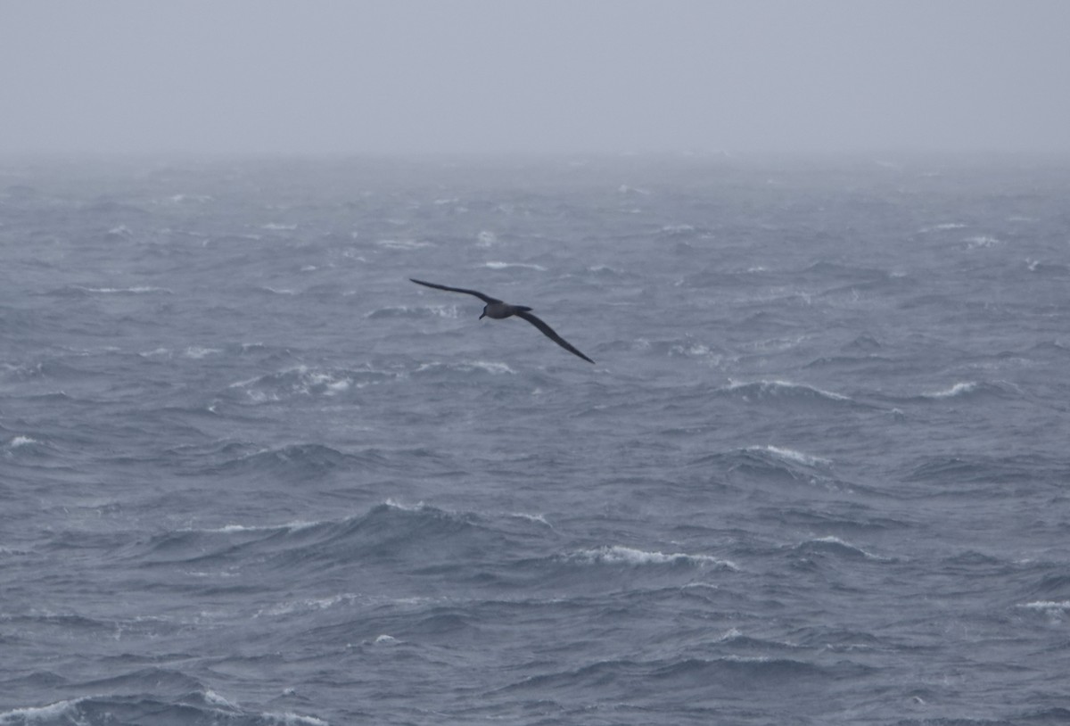 Light-mantled Albatross - ML647132023