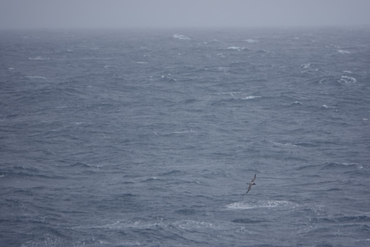 Light-mantled Albatross - ML647132024
