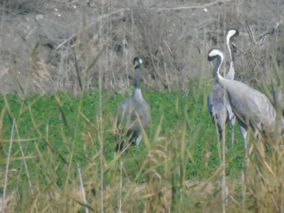 Common Crane - ML647132025