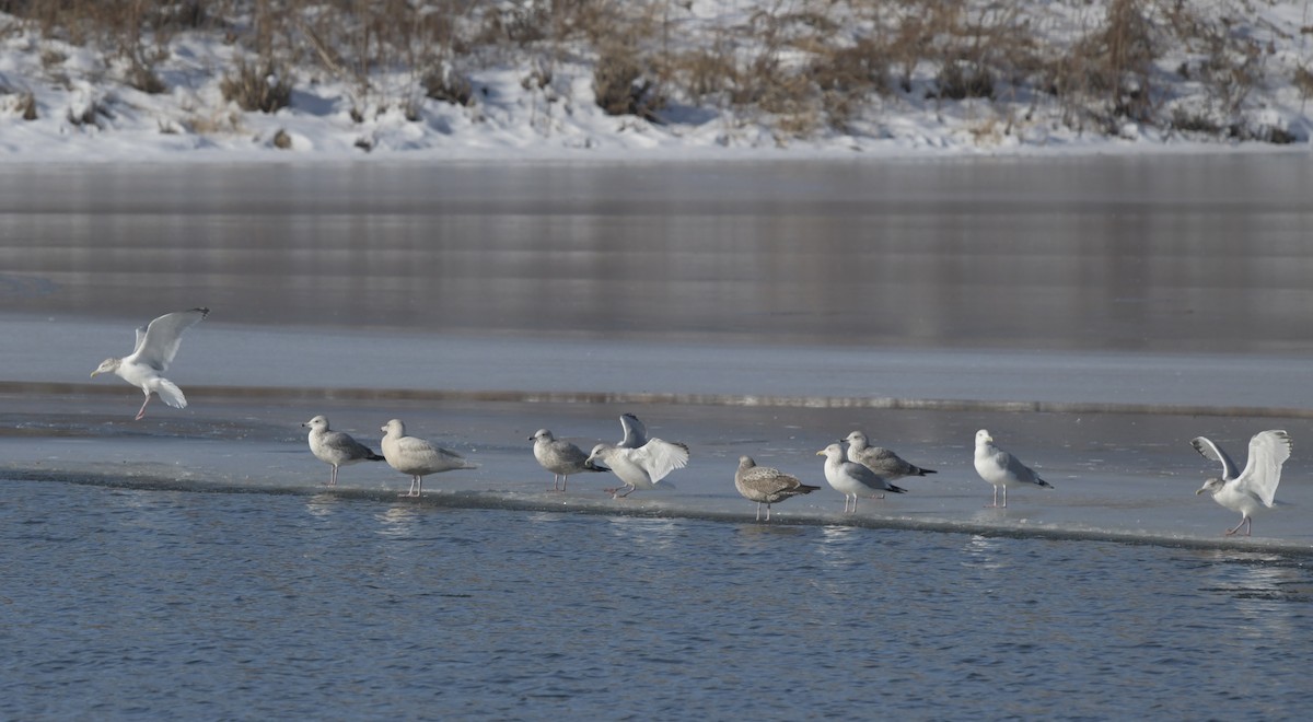 American Herring Gull - ML647132026