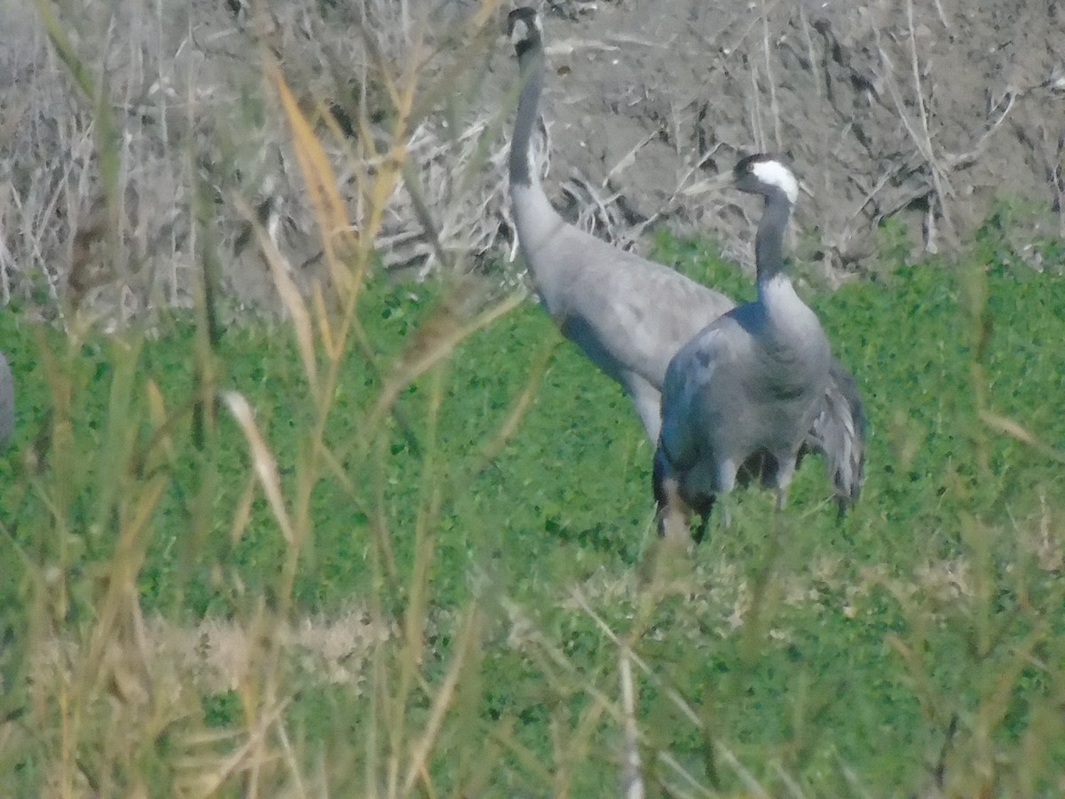 Common Crane - ML647132028