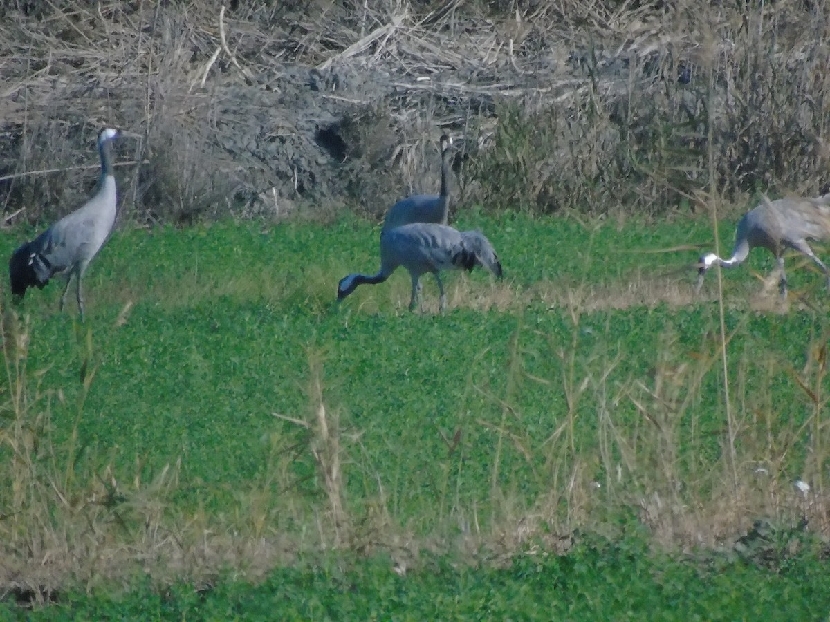 Common Crane - ML647132029