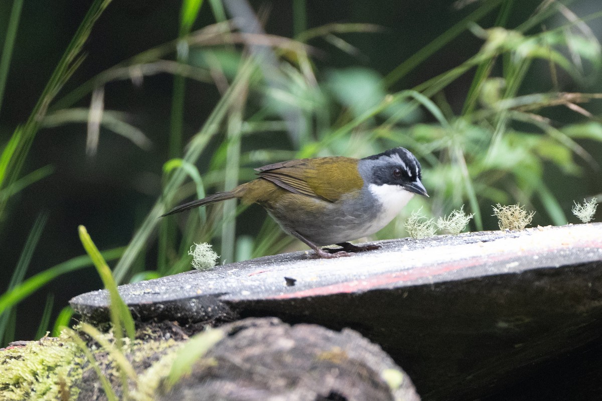 Gray-browed Brushfinch - ML647132032