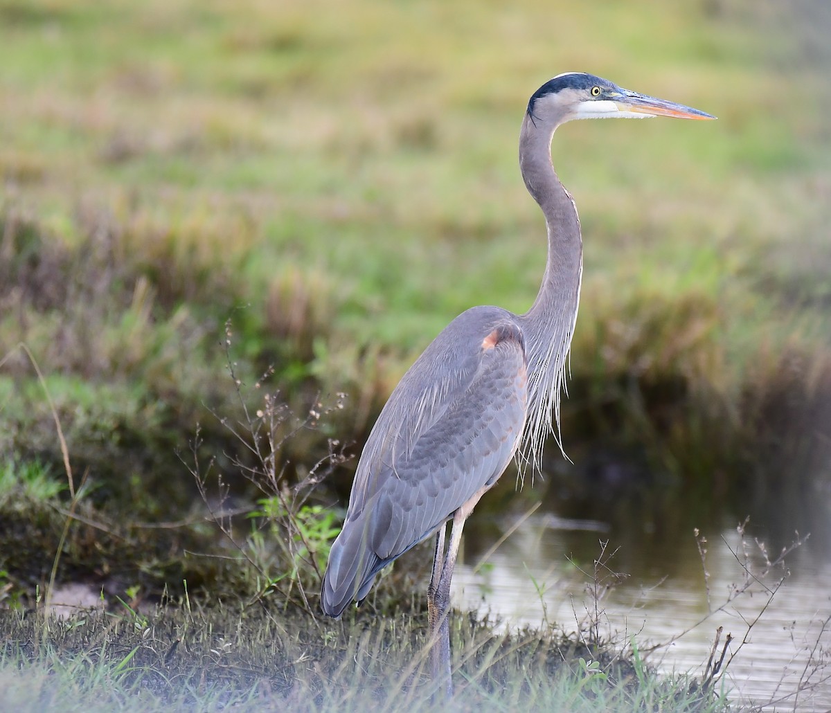 Great Blue Heron - ML647132035