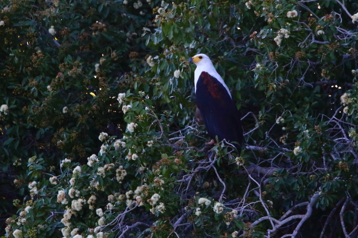 flodørn - ML647132038