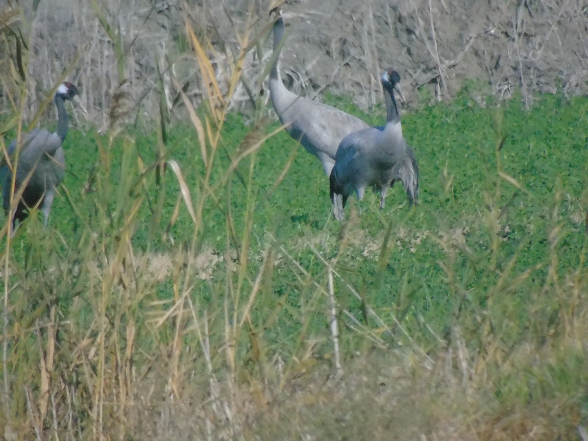 Common Crane - ML647132040