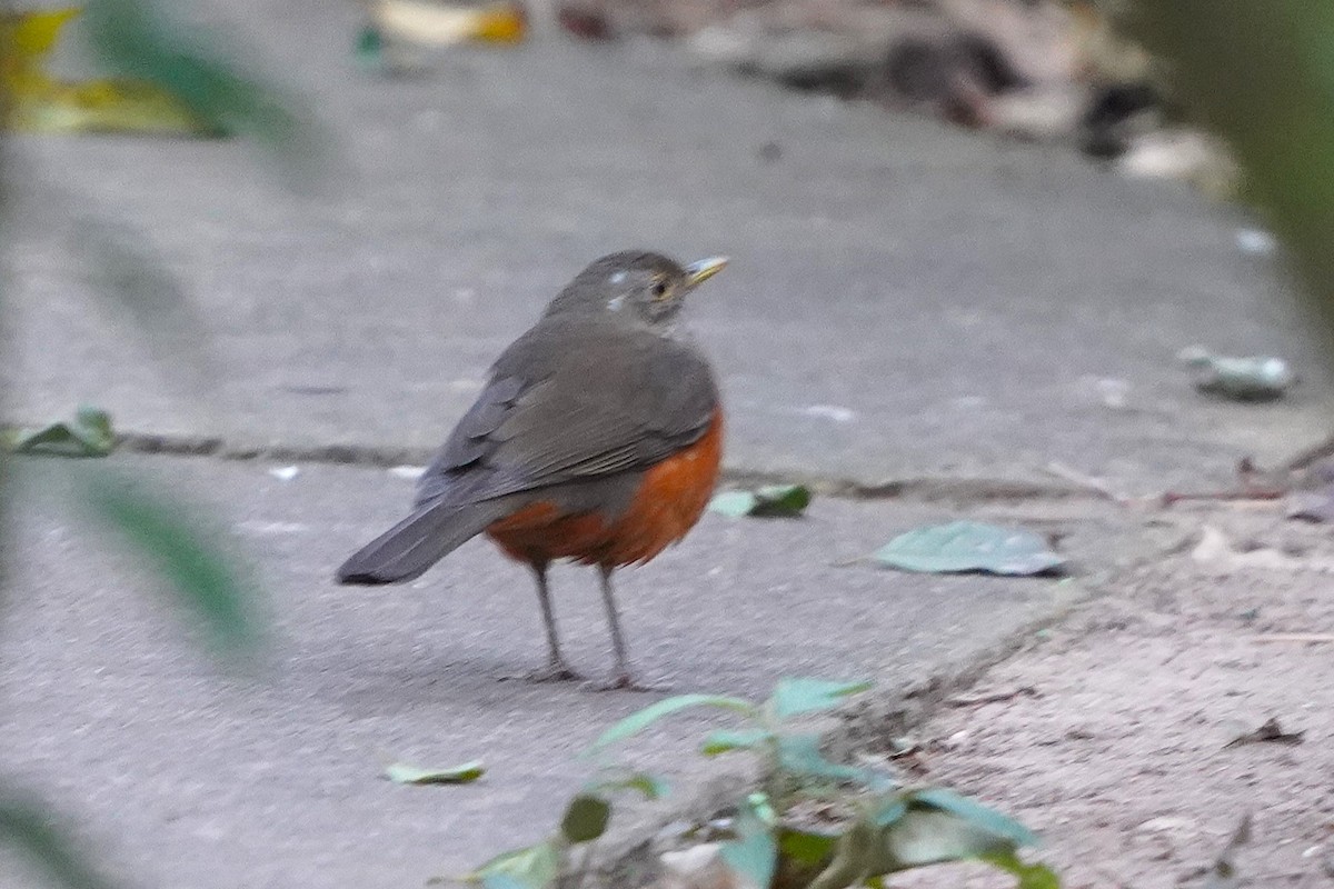 Rufous-bellied Thrush - ML647132064