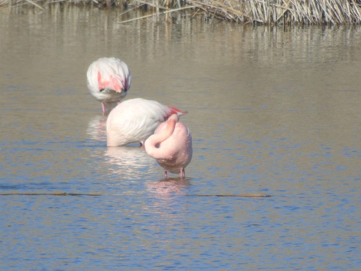 Greater Flamingo - ML647132066