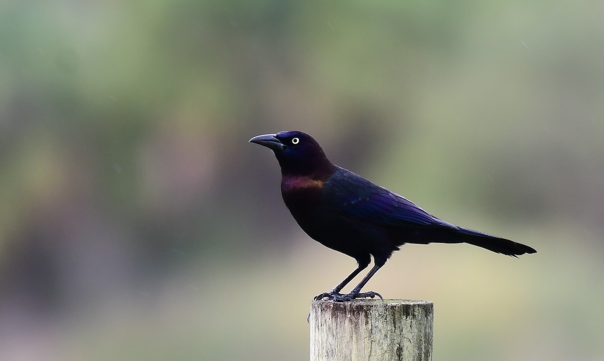 Quiscale bronzé - ML647132067