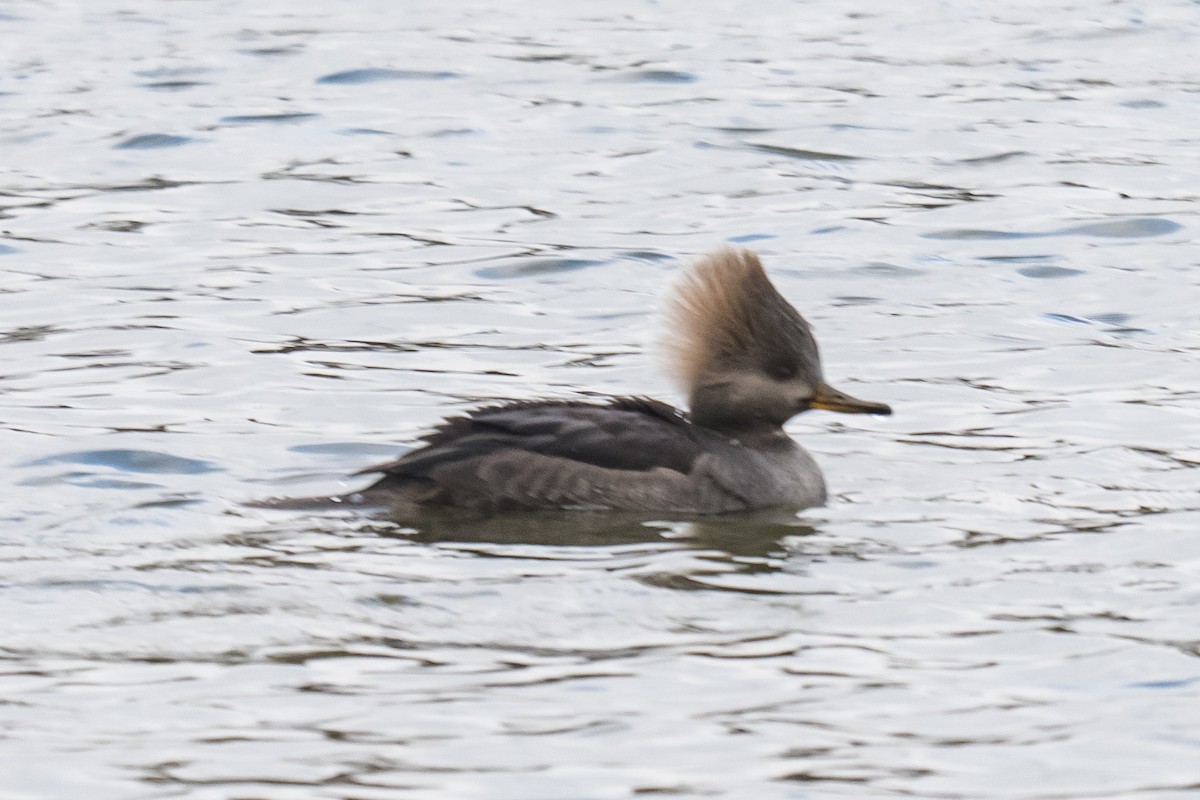 Hooded Merganser - ML647132070