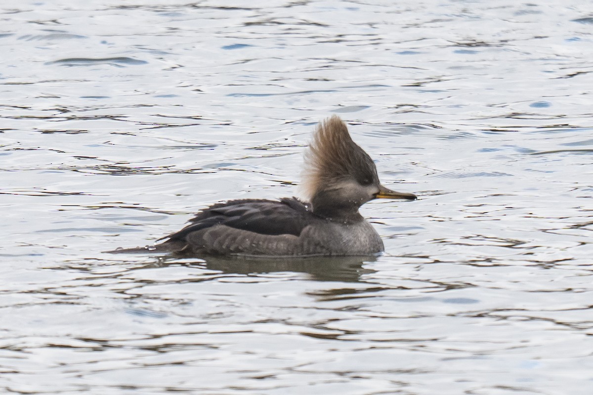 Hooded Merganser - ML647132071