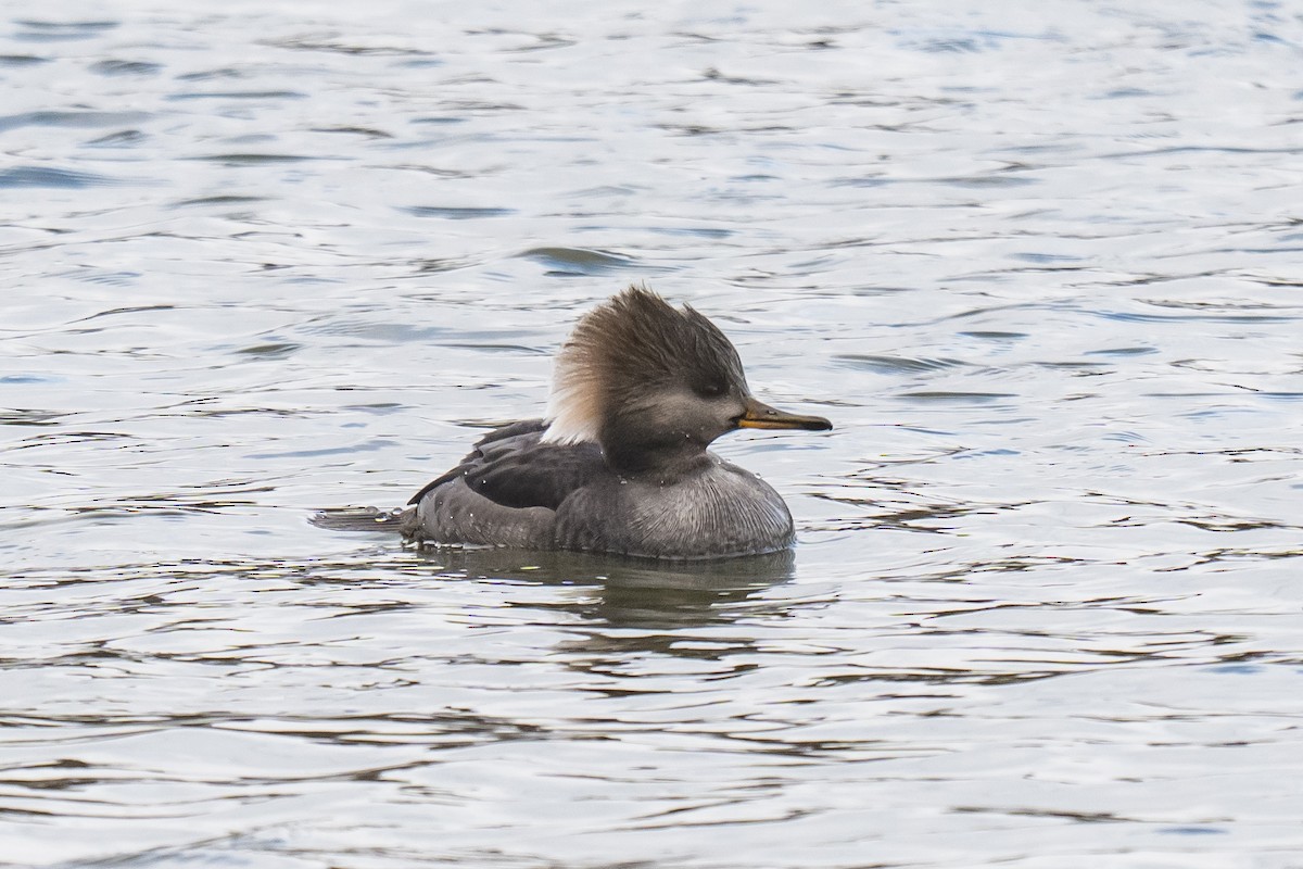 Hooded Merganser - ML647132072