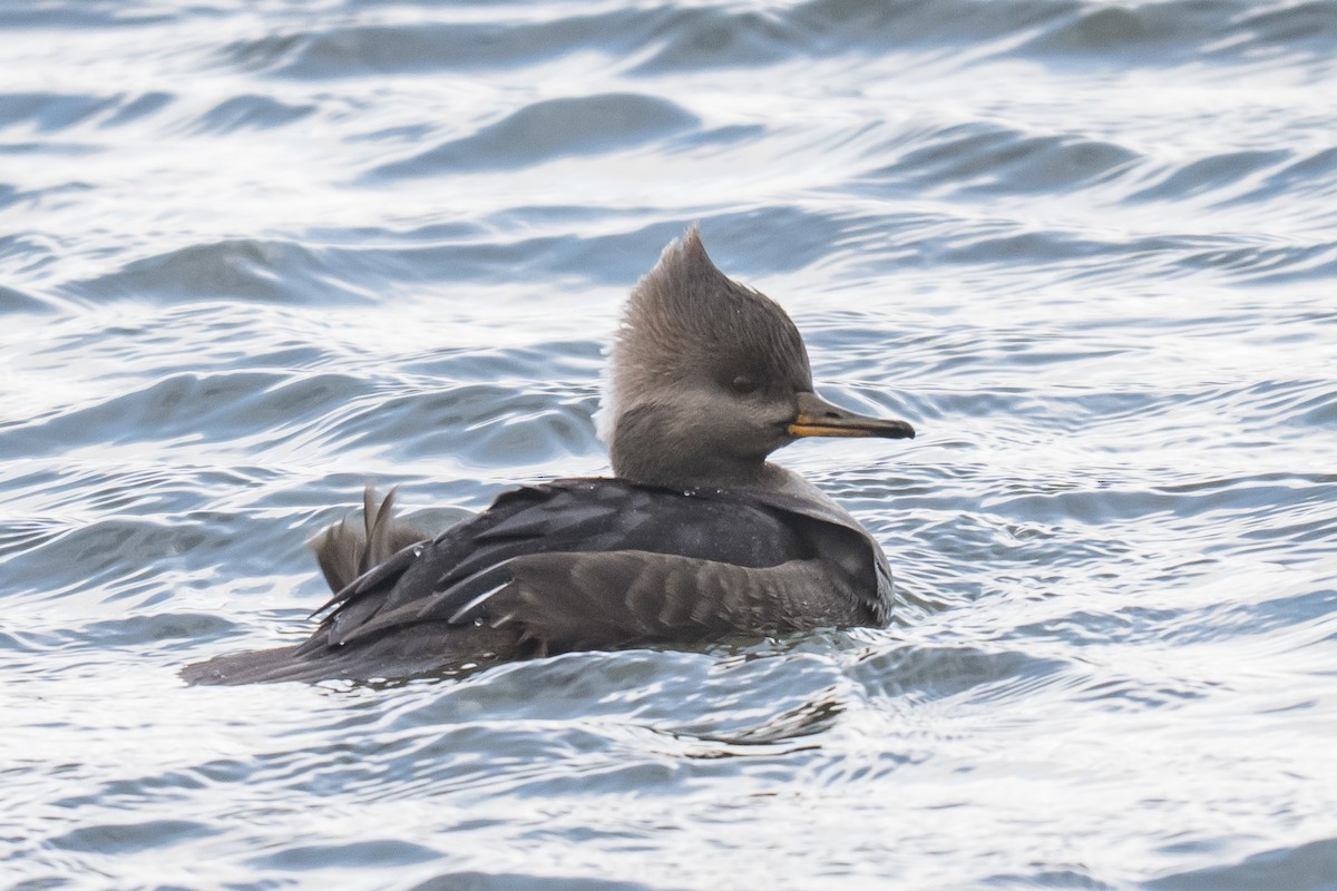 Hooded Merganser - ML647132073