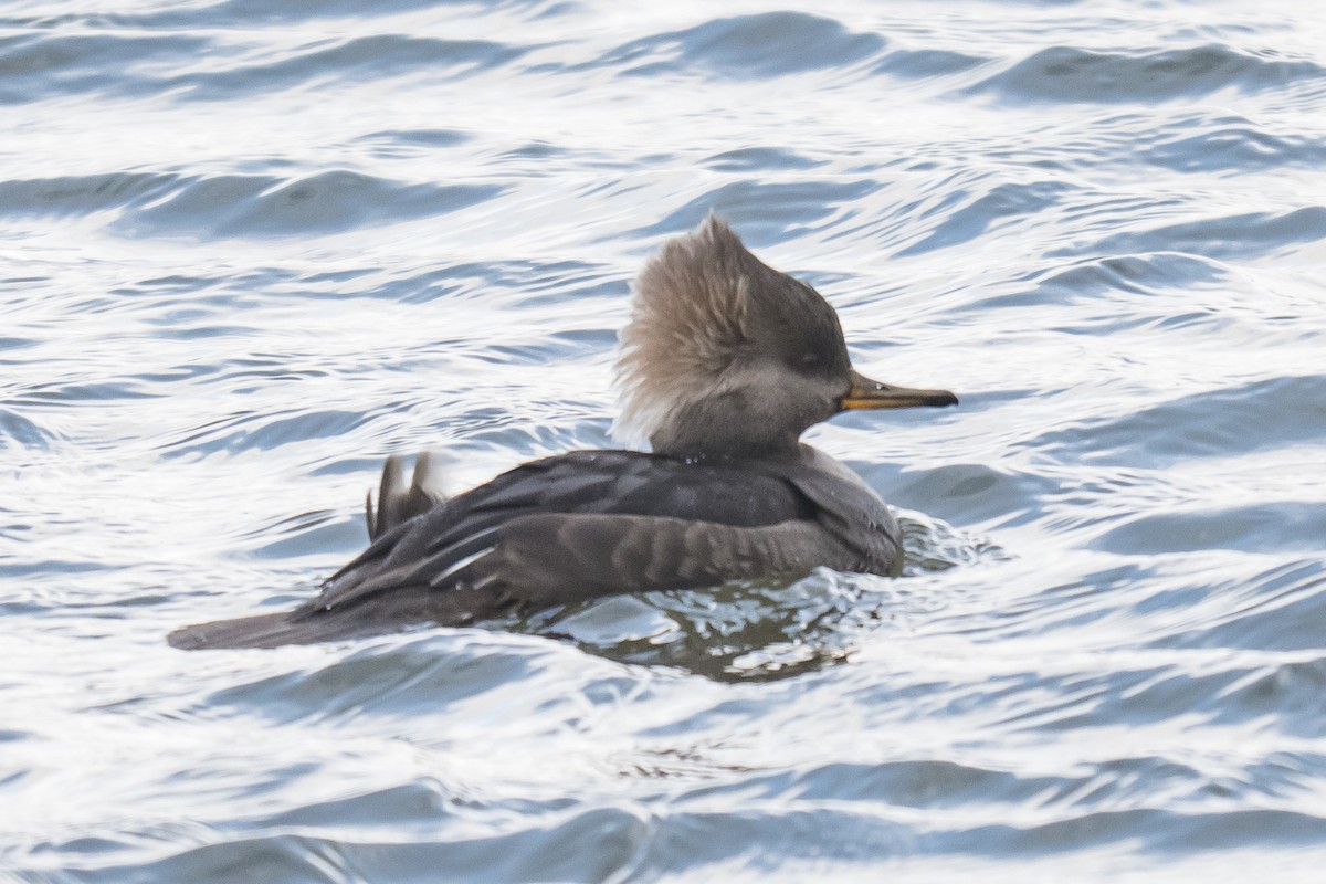 Hooded Merganser - ML647132074