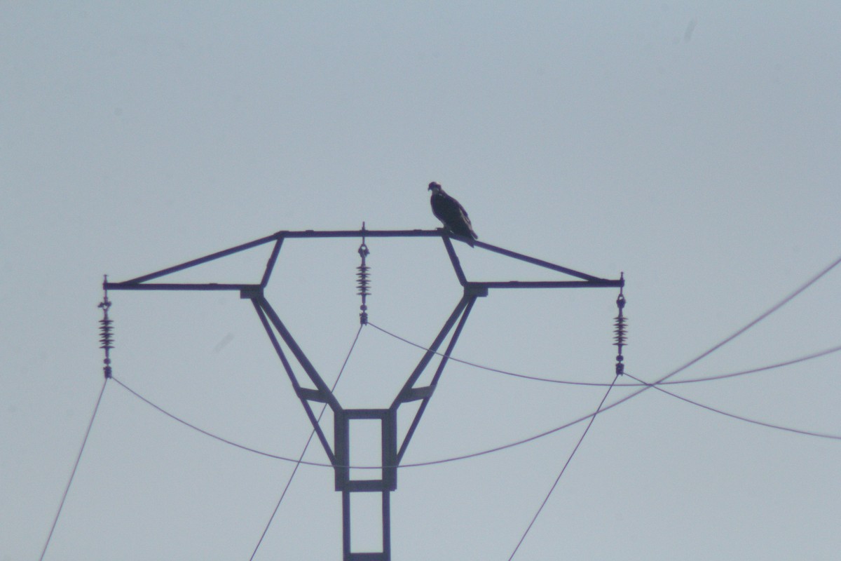 Osprey - ML647132078