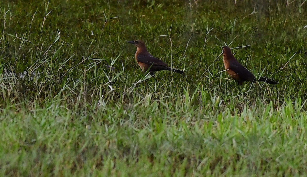 キタオナガクロムクドリモドキ - ML647132106