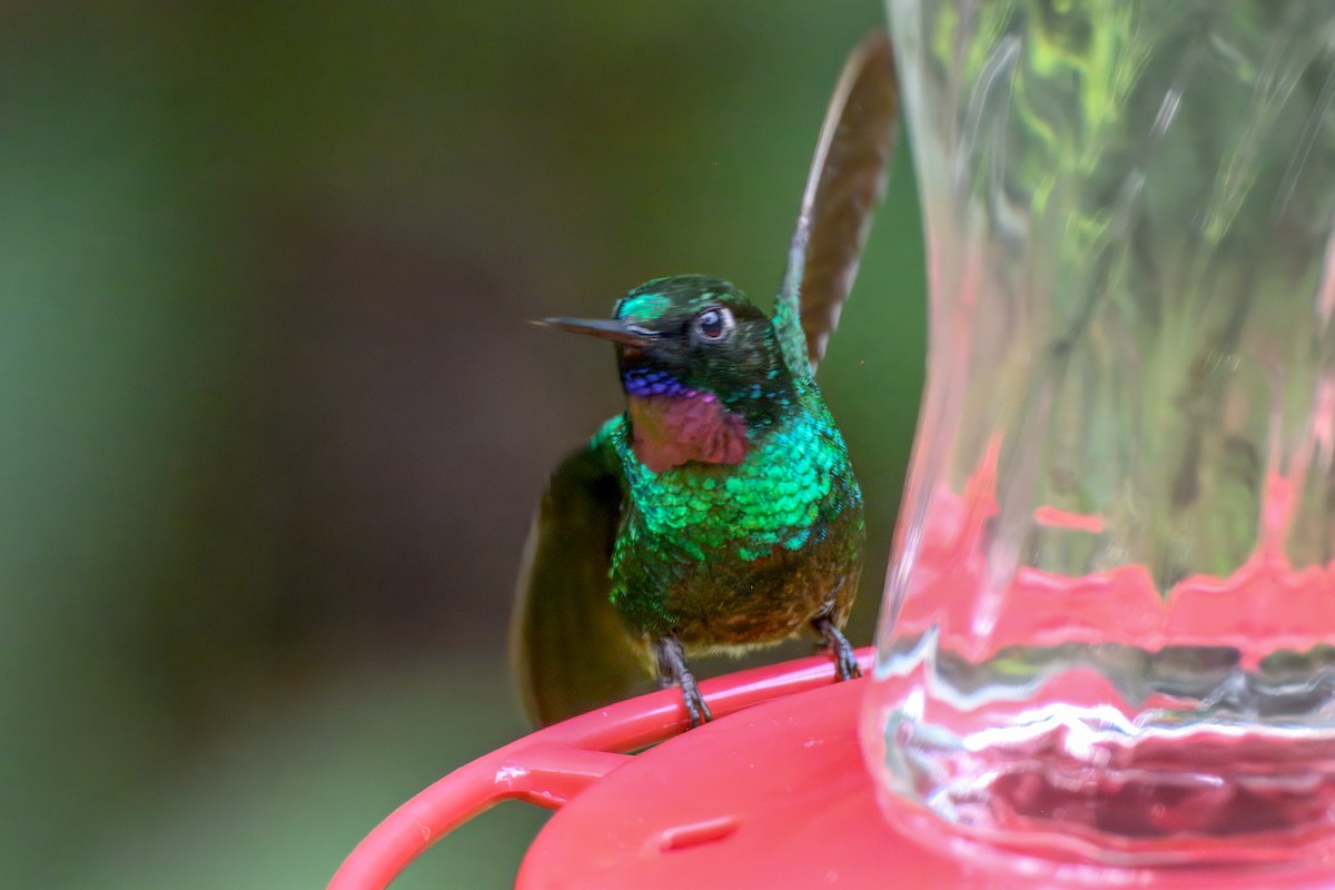 kolibřík turmalinový - ML647132107