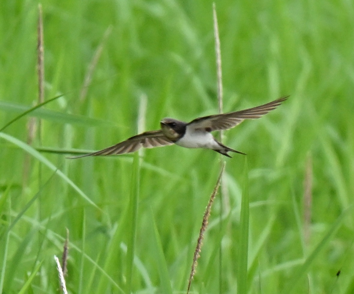 Hirondelle rustique - ML647132108