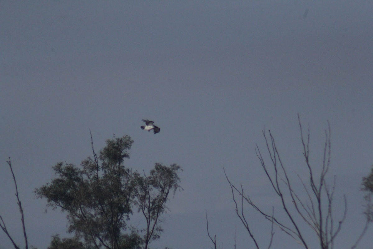 Osprey - ML647132109