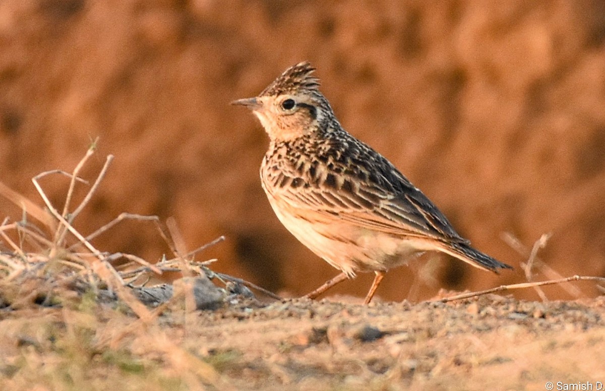 Oriental Skylark - ML647132111
