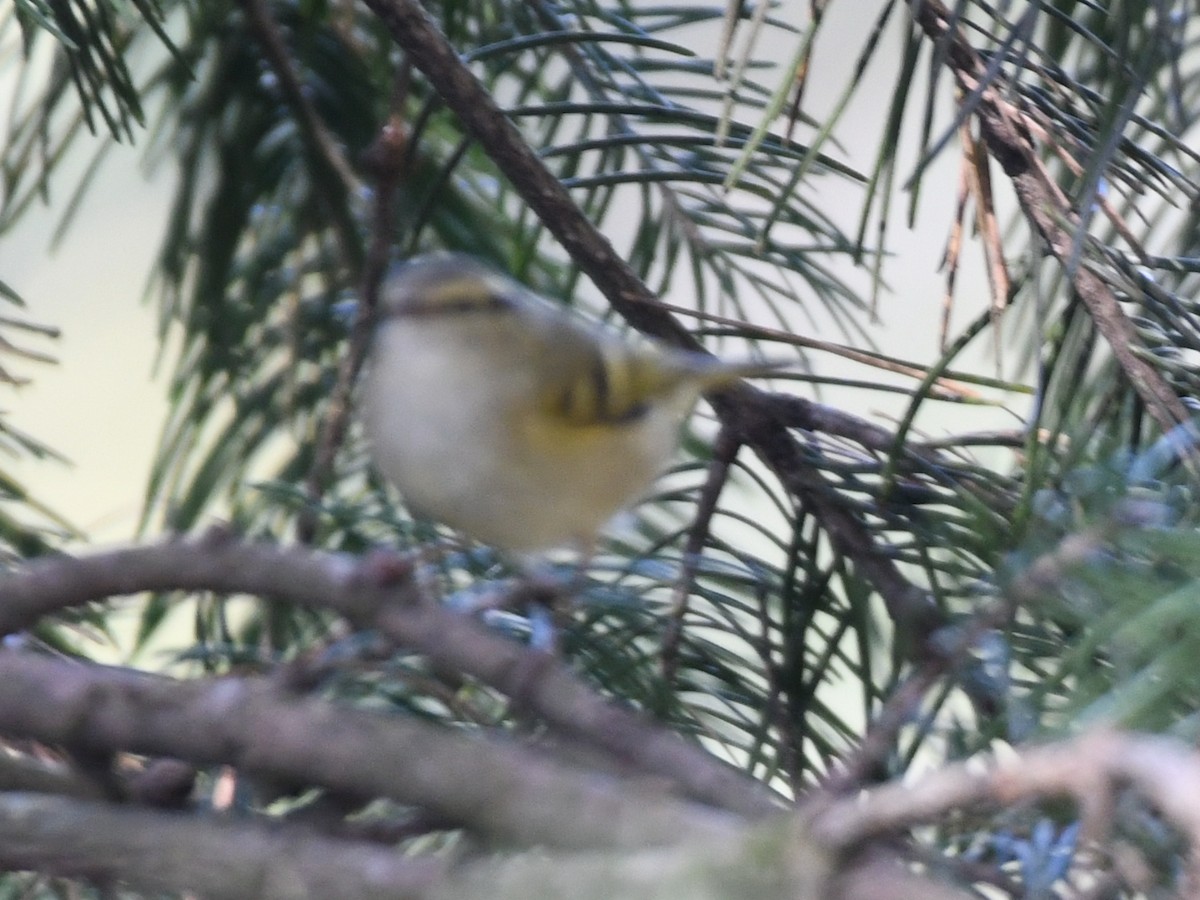 Lemon-rumped Warbler - ML647132116