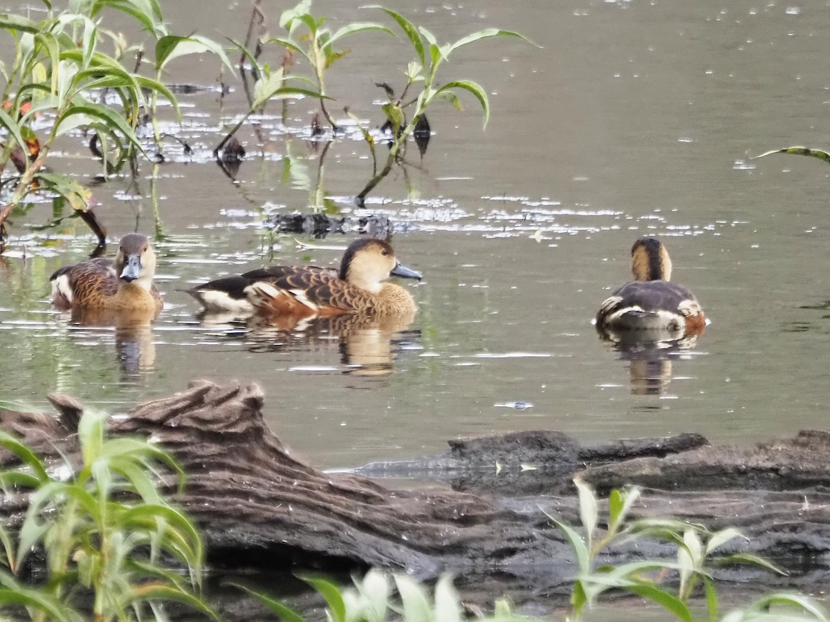 Dendrocygne à lunules - ML647132117