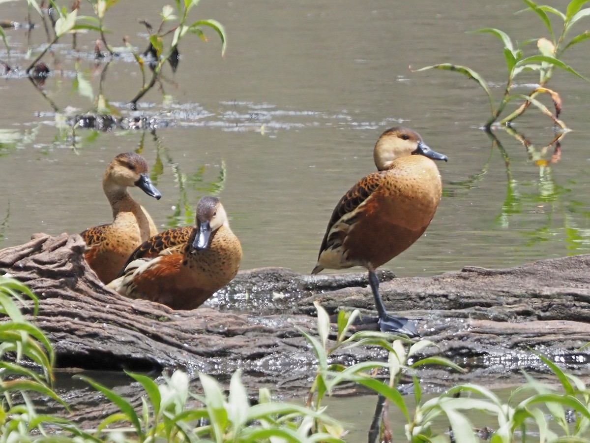 Dendrocygne à lunules - ML647132118