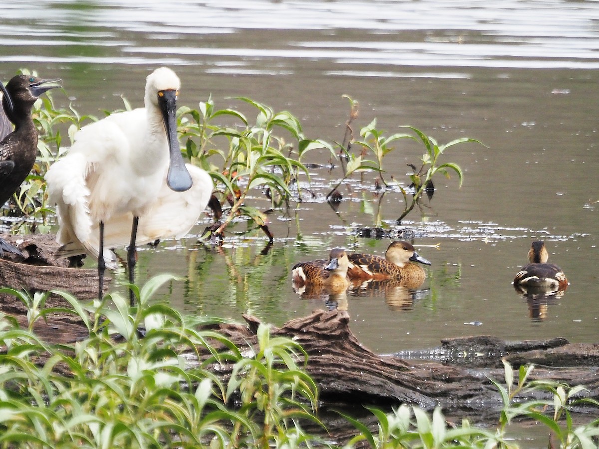 Dendrocygne à lunules - ML647132119