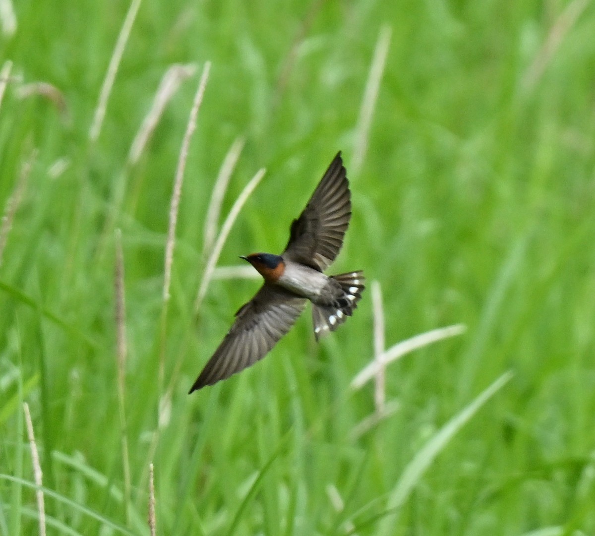 Hirondelle de Java - ML647132122