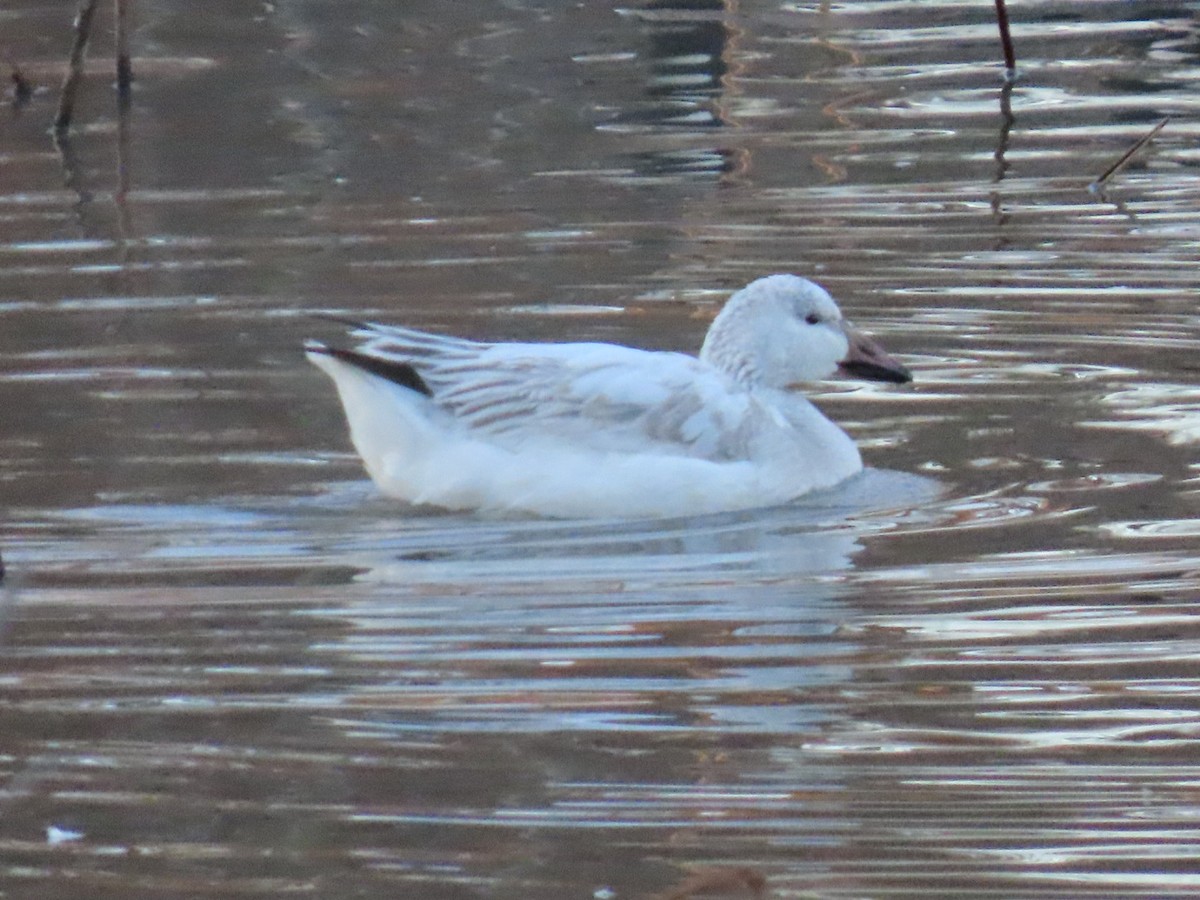 Snow Goose - ML647132129