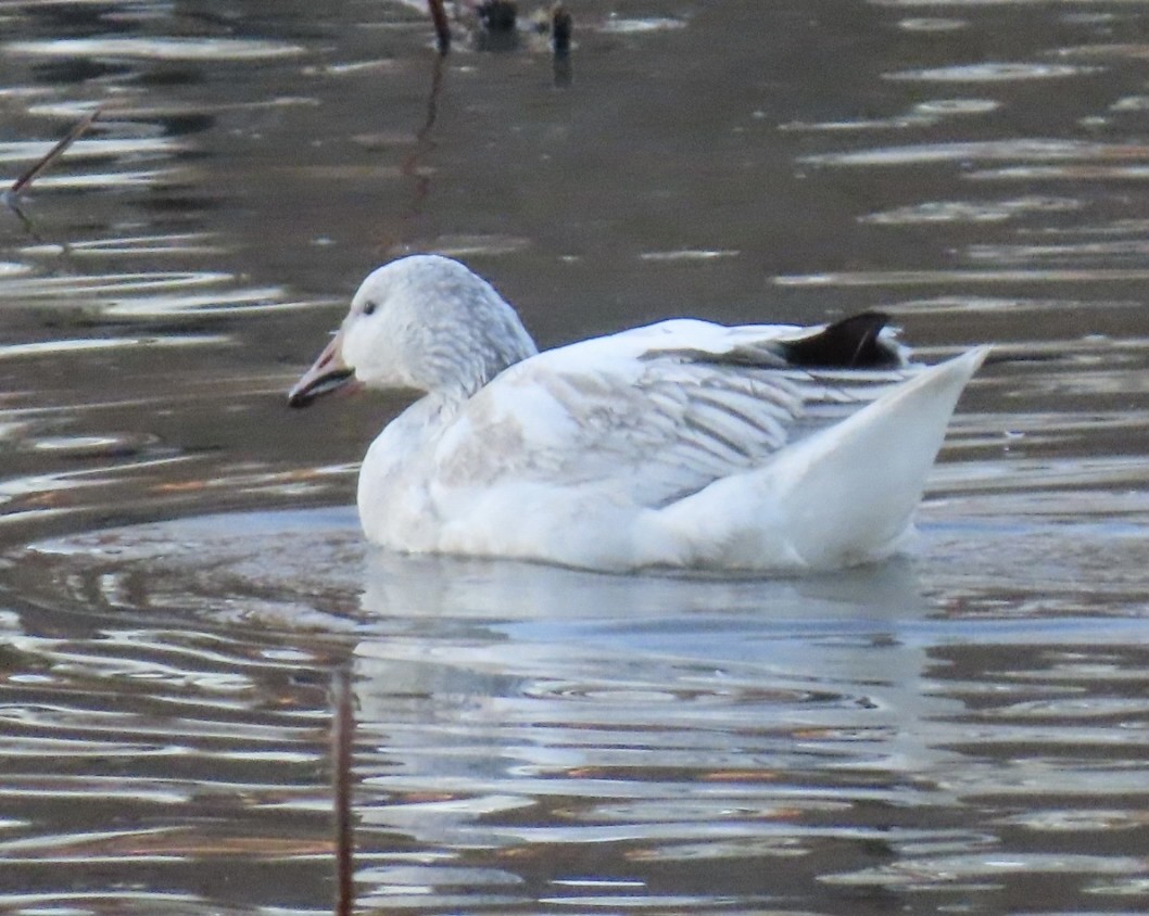 Snow Goose - ML647132130