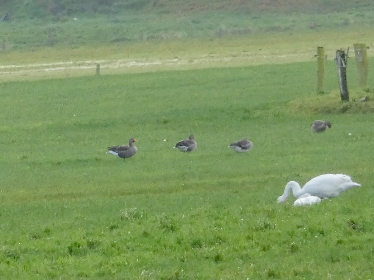 Graylag Goose - ML647132131