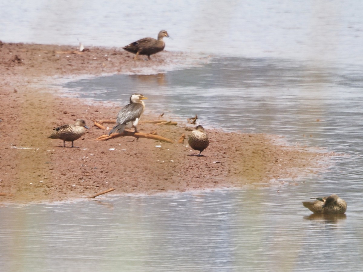 Gray Teal - ML647132132