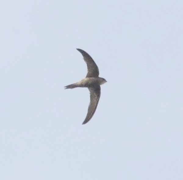 Forbes-Watson's Swift - ML647132138