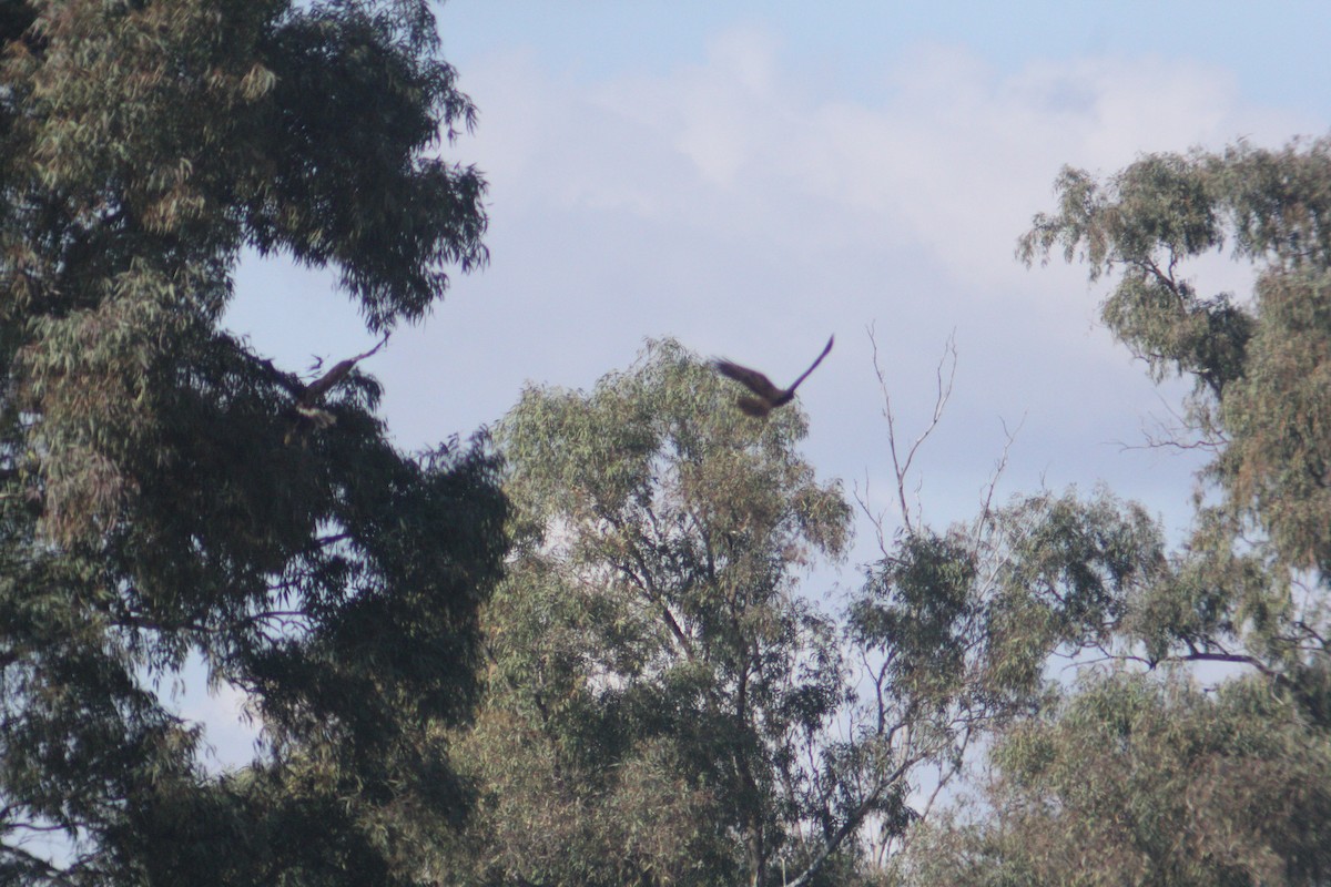 Águila Moteada - ML647132141