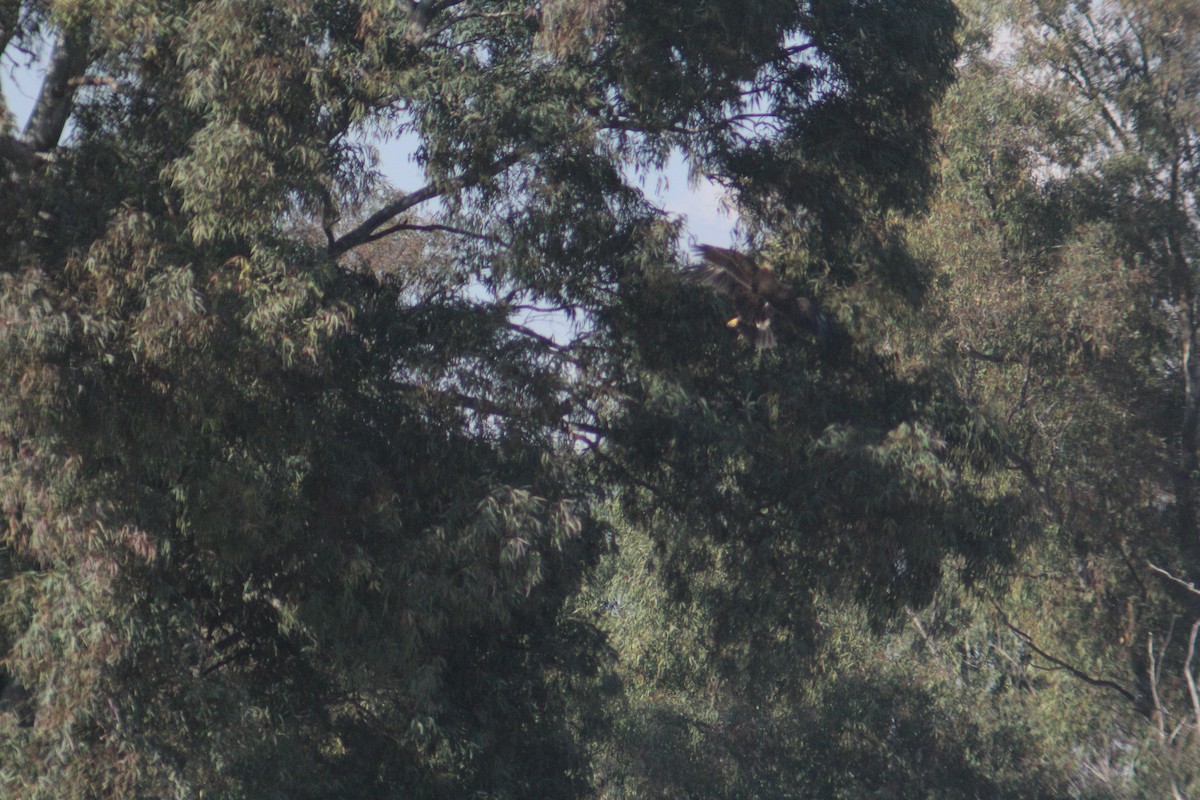 Águila Moteada - ML647132142