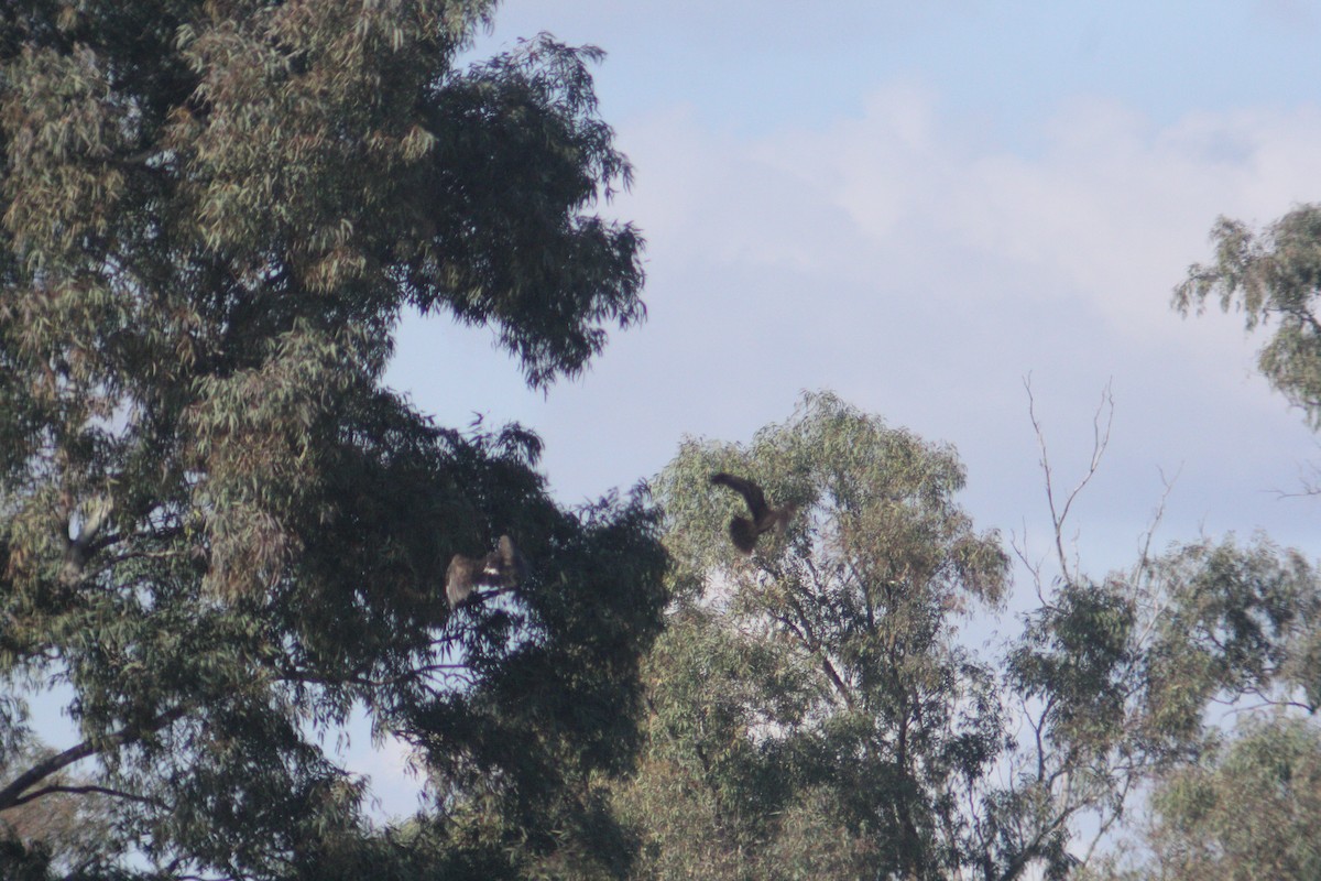 Águila Moteada - ML647132143