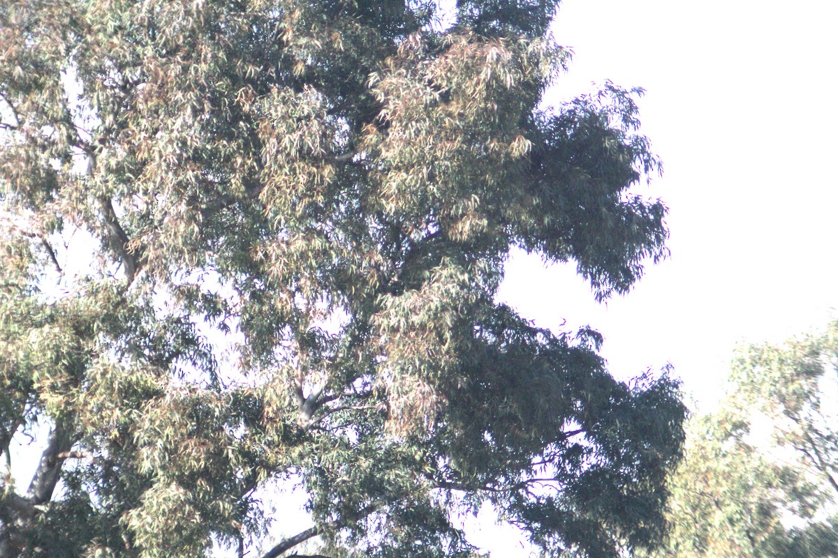 Águila Moteada - ML647132144