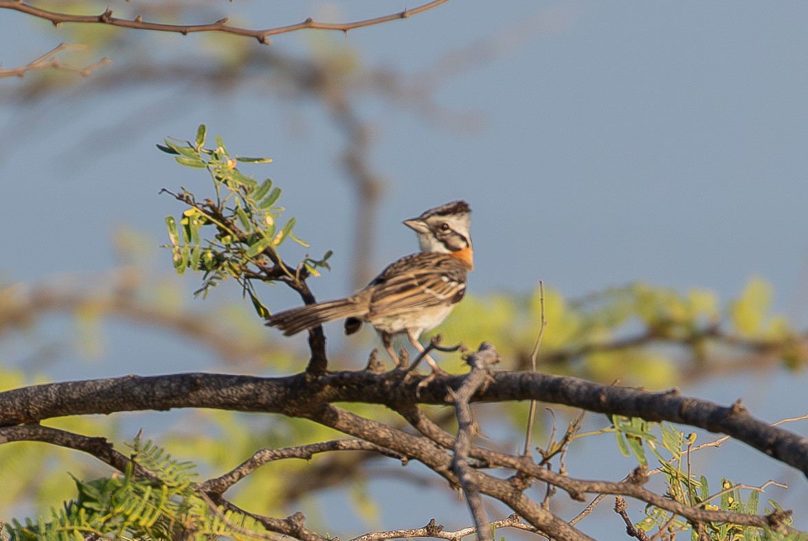 Bruant chingolo - ML647132147