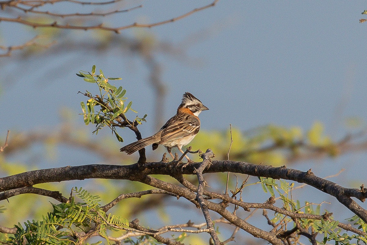 Bruant chingolo - ML647132148