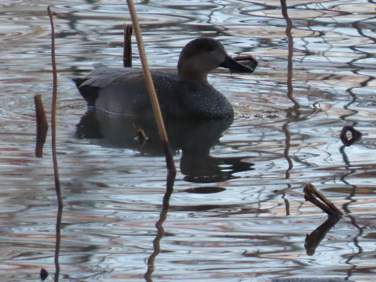 Серая утка - ML647132149