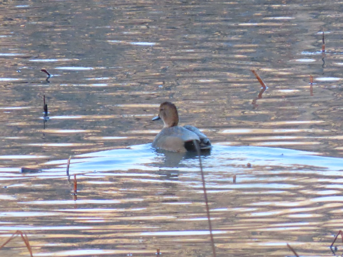Серая утка - ML647132150