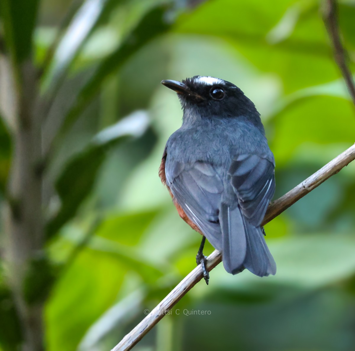 Chestnut-bellied Chat-Tyrant - ML647132152
