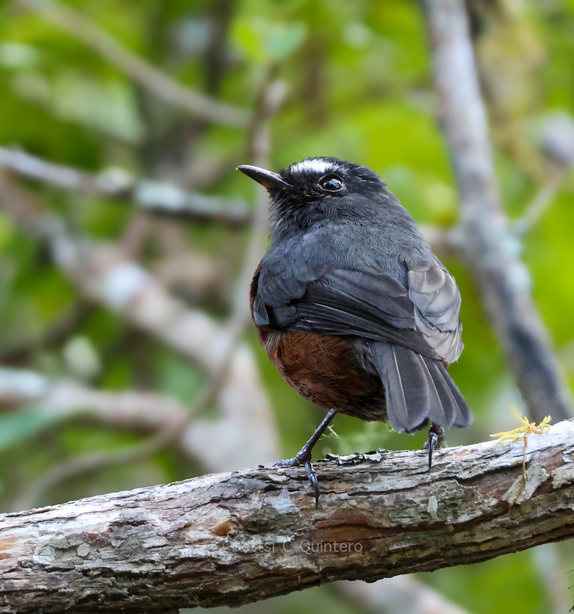 Chestnut-bellied Chat-Tyrant - ML647132153