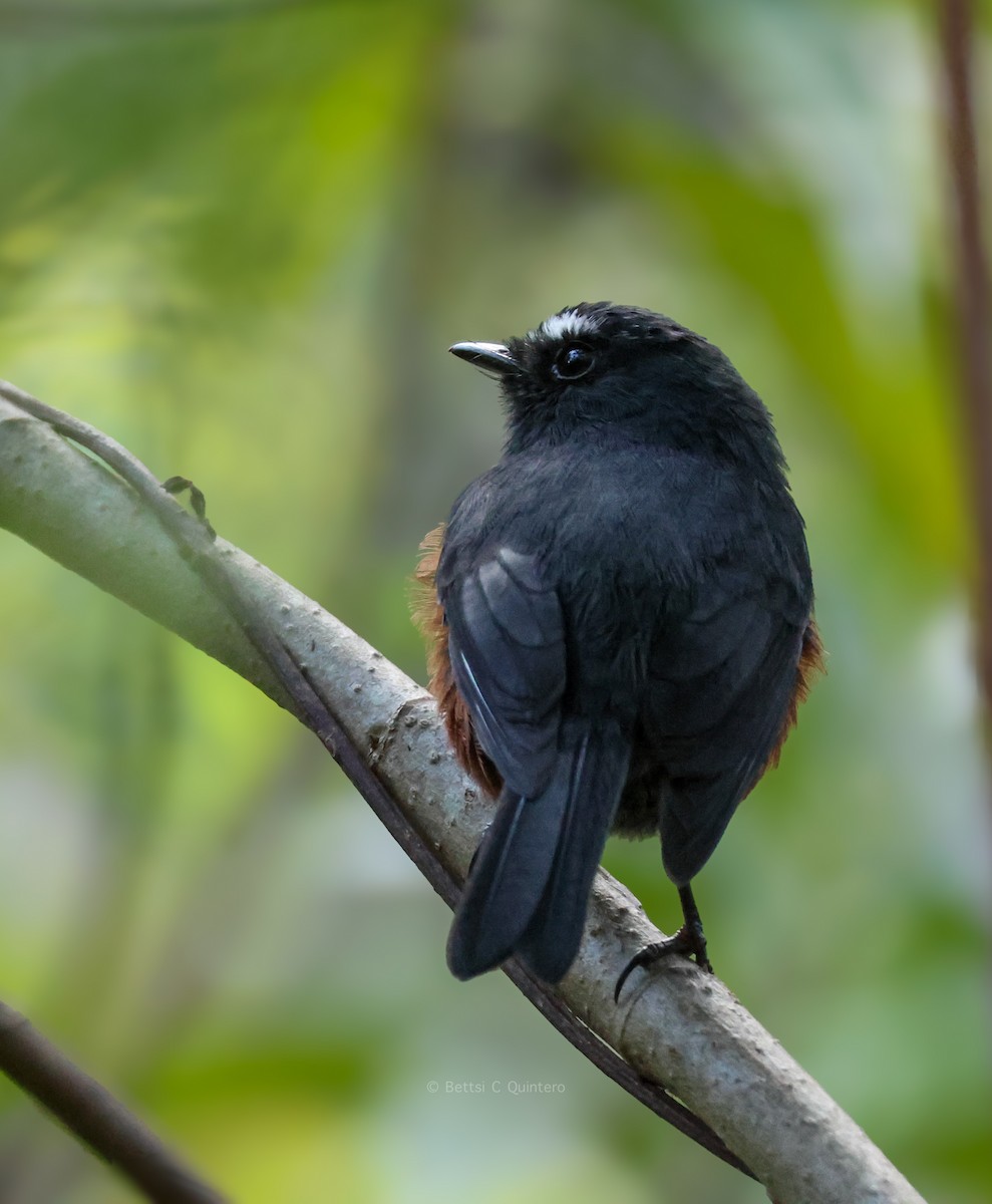 Chestnut-bellied Chat-Tyrant - ML647132154