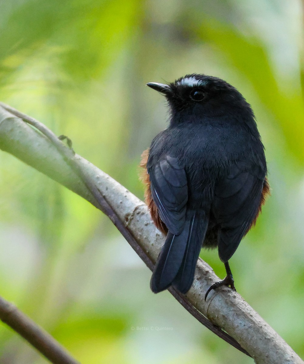 Chestnut-bellied Chat-Tyrant - ML647132155