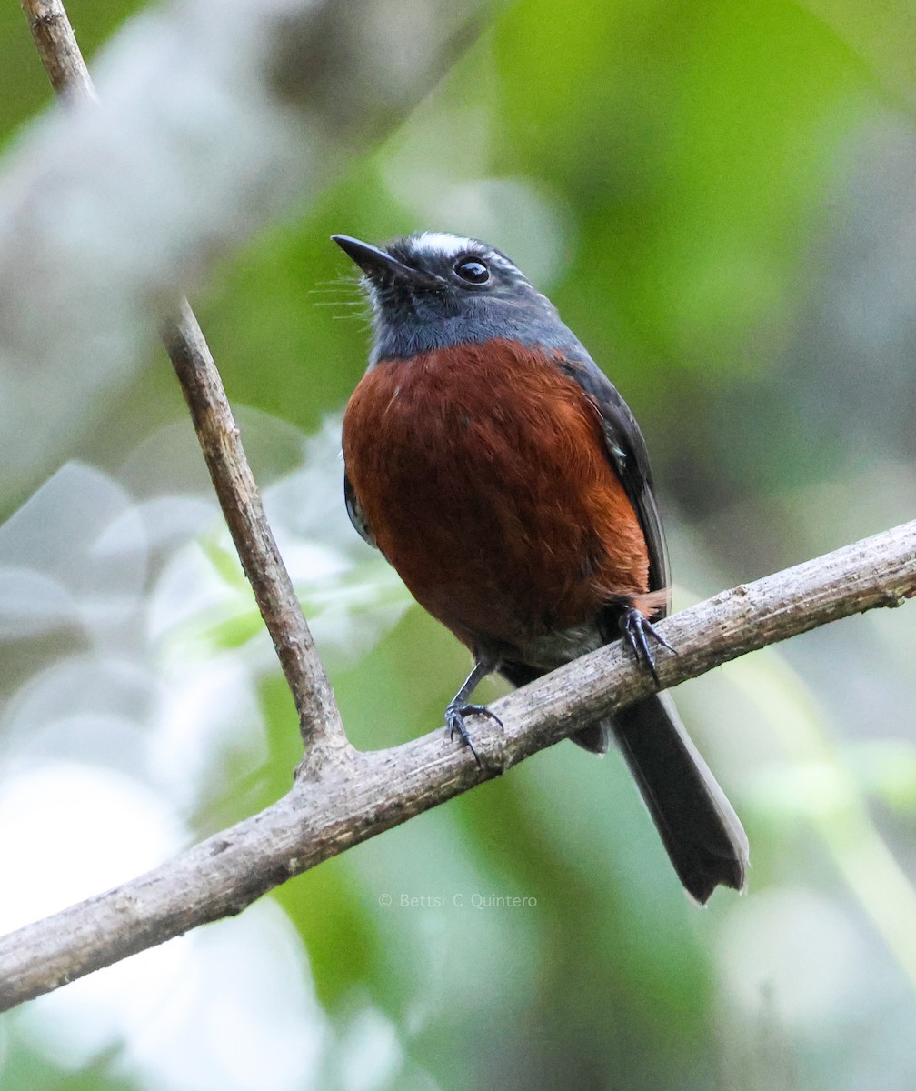 Chestnut-bellied Chat-Tyrant - ML647132156