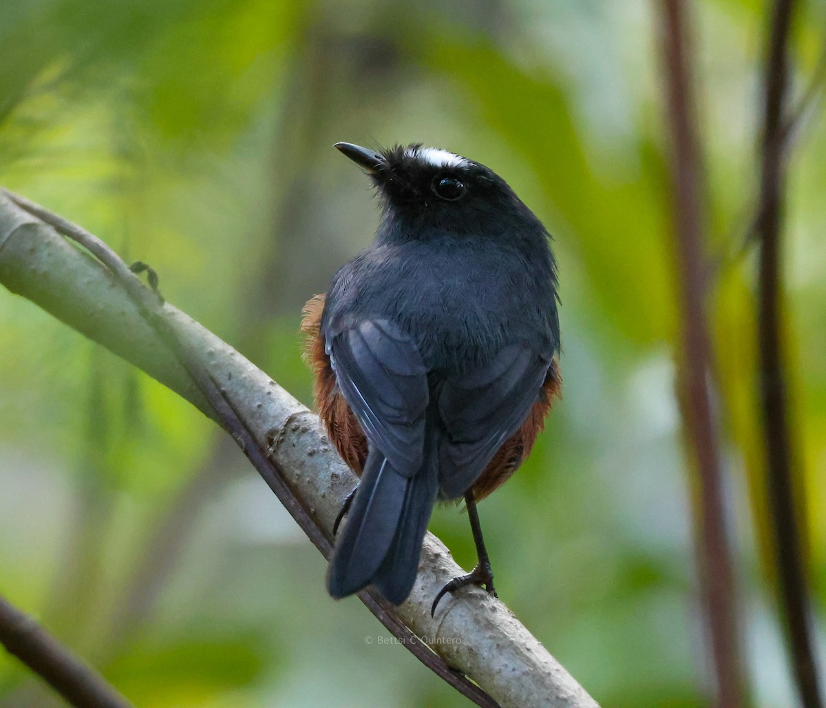Chestnut-bellied Chat-Tyrant - ML647132157